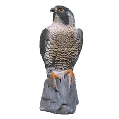 Standing Peregrin Falcon