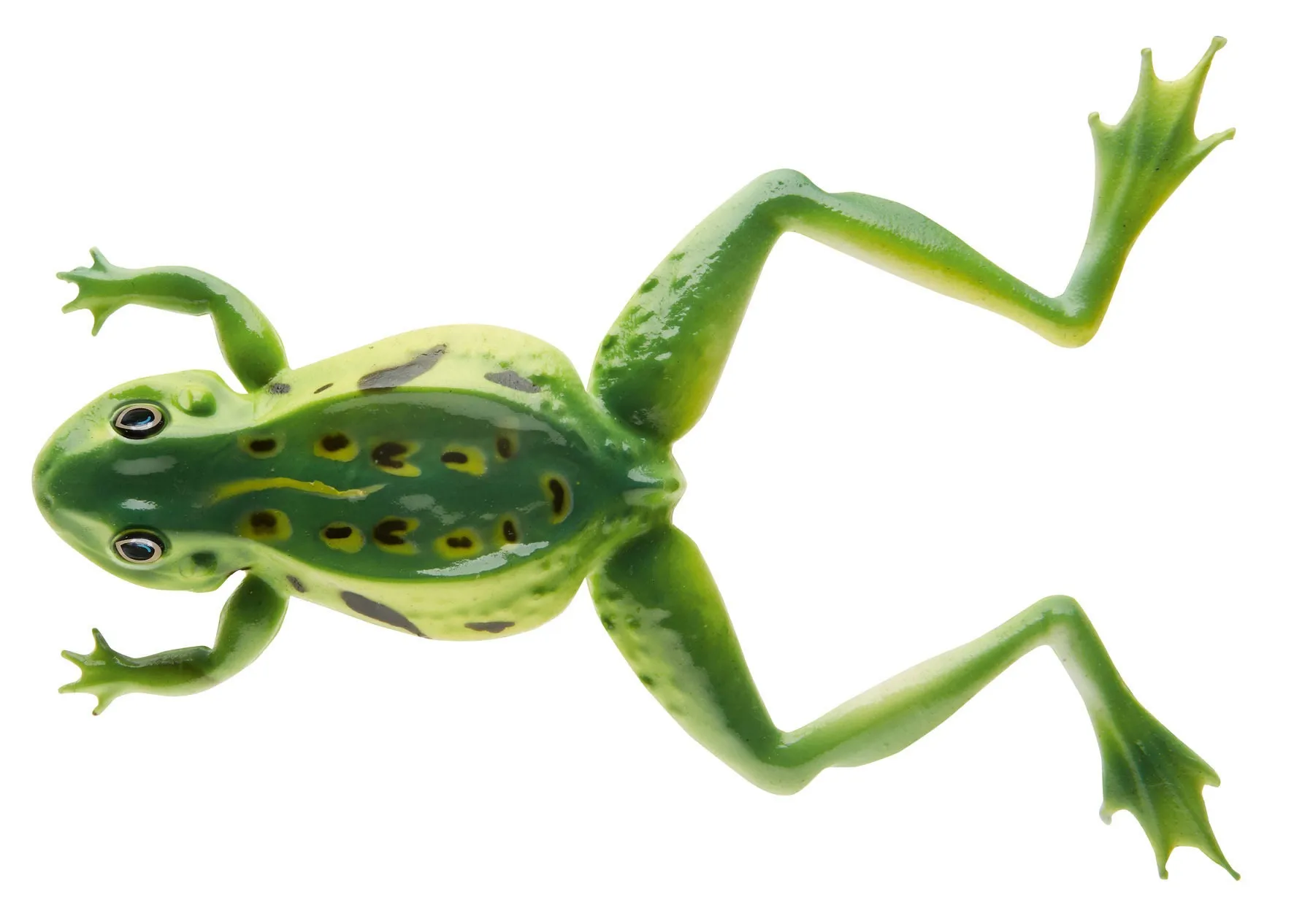 Cormoran 3D Soft Frog (Pk of2)